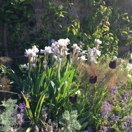 iris blanc tulipes
